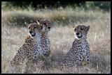 Three Brothers looking for prey