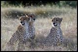 IMG_4082 - Cheetahs