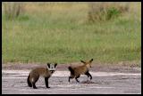 Bat-eared Foxes
