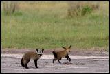 IMG_4131 - Fox