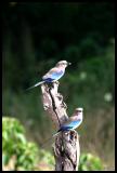 Lilac-breasted Roller