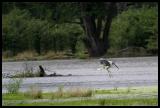 Gray Heron in flight