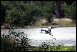Grey Heron in flight