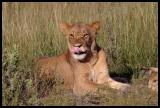 Lion