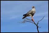 Pale Chanting-Goshawk