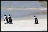 IMG_4665 penguins