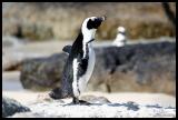 South Africa Penguins or Jackass Penguins