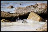 South Africa Penguin or Jackass Penguin splash down