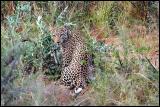 Leopard marking his territory