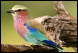 Lilac-breasted Roller up close