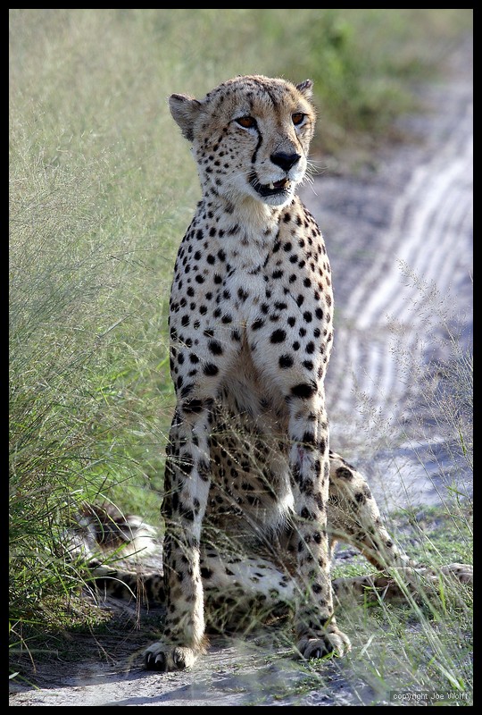 IMG_4022 Cheetah