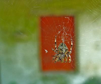 Spider in a frame