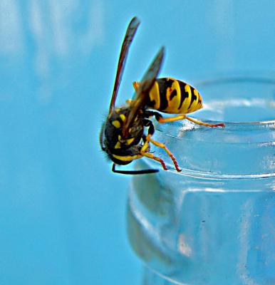 Bee drunk with orange