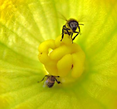 Bees lost in yellow pollyphymus left ear