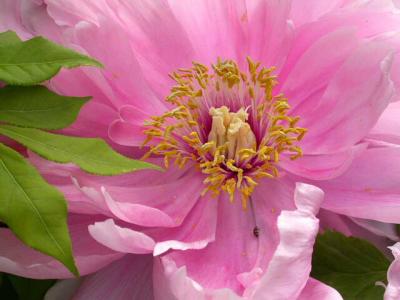Peony