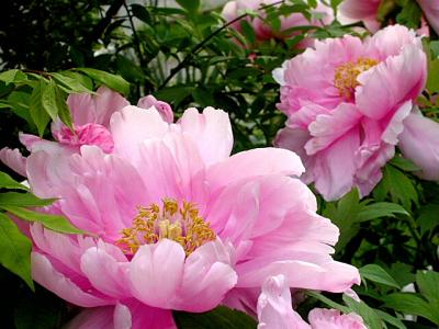 Peony Tree