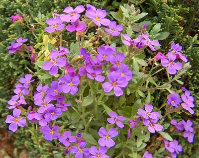 Aubretia.