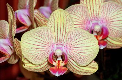 Moth Orchid, (Phalaenopsis).