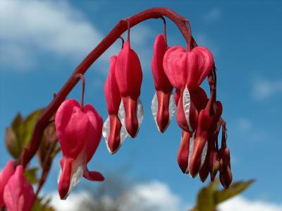 Bleeding Heart.