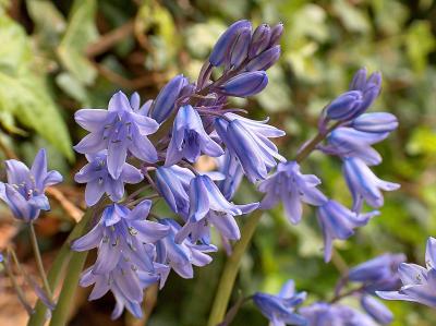 Spanish Bluebells.