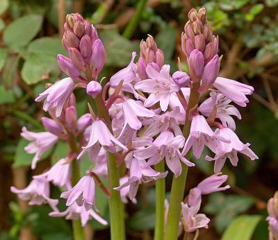 Pink Spanish Bluebells. ?