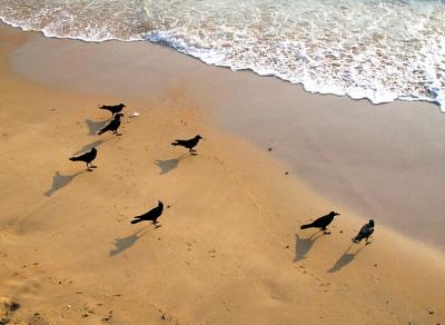 Crows on the beach