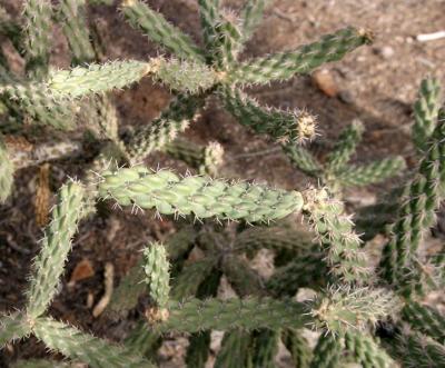 Cholla