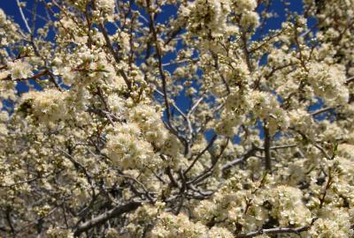 Fruit Tree Chaos