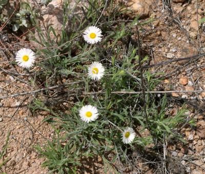 Daisies
