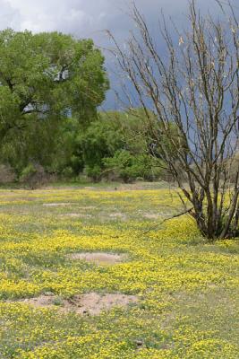Field of Flowers