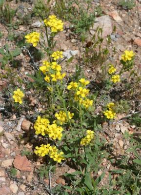 Yellow Blooms
