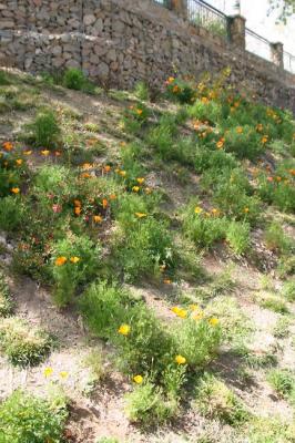 Riverwalk Flowers