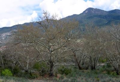 Bare Trees