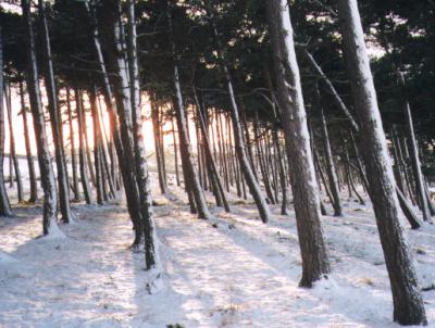 Bright morning through trees