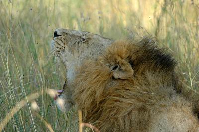 u43/jola13/medium/33633538.Lion.jpg