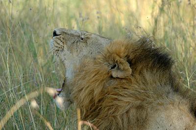 Yawning Lion