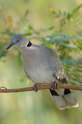 u43/jola13/medium/33633546.MourningDove.jpg