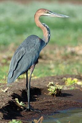 u43/jola13/medium/33633549.PurpleHeron2.jpg