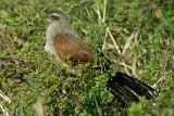 Coucal