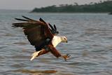 African Fish Eagle