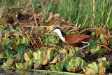 African Jacana