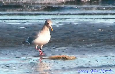Seagull getting ready to eat a starfish