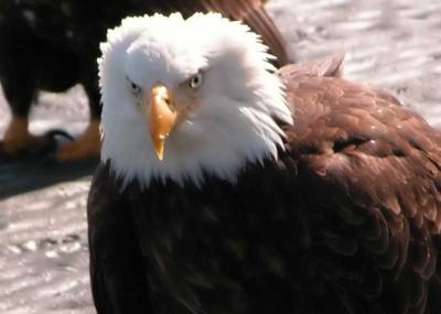 Eagle closeup