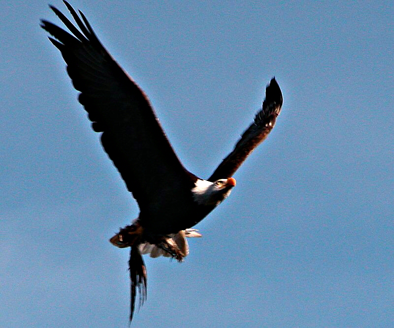 Eagle with lunch