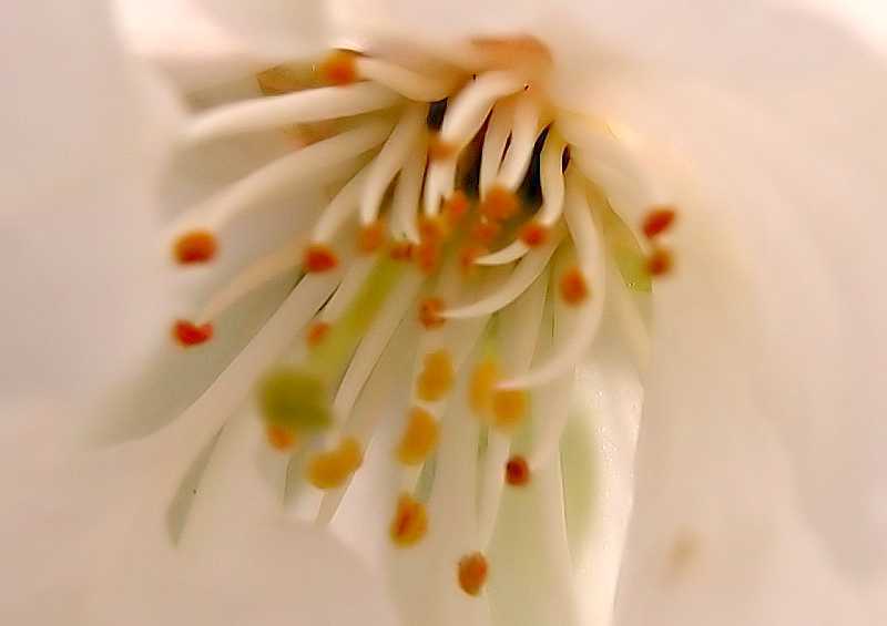 Inside apple blossom