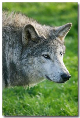 The wolves did it.jpg