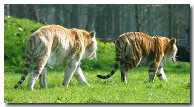 Tigers.jpg