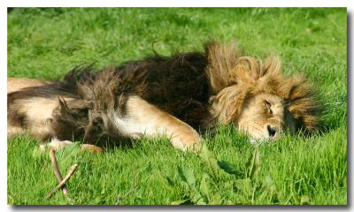 King of the beasts.jpg
