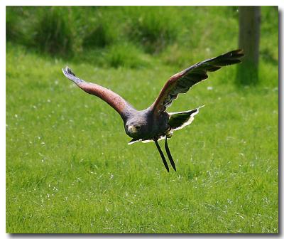 Diving Hawk.jpg