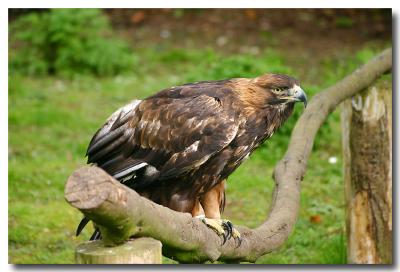 Golden Eagle.jpg
